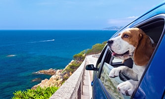 Hund schaut aus offenem Autofenster