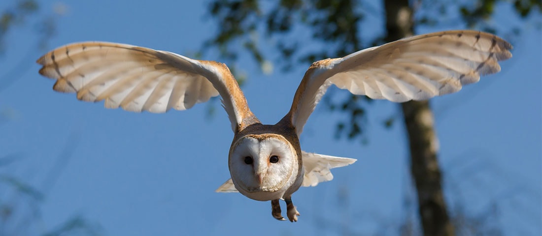 Schleiereule im Flug